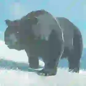 Grizzlemaw Bear