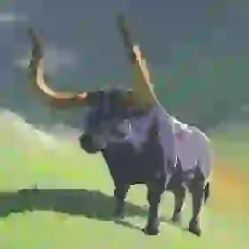 Water Buffalo