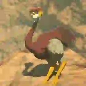 Eldin Ostrich