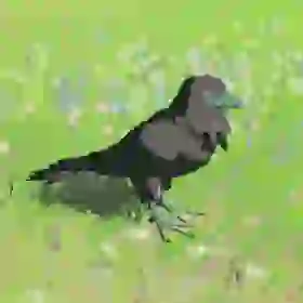 Mountain Crow