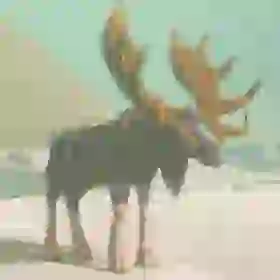 Tabantha Moose