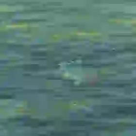 Armored Carp