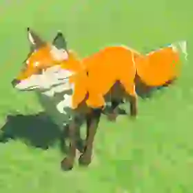 Grassland Fox