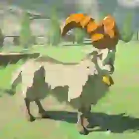 White Goat