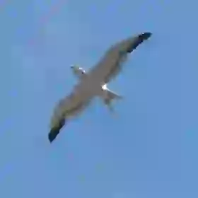 Seagull
