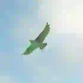 Islander Hawk
