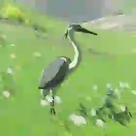 Blue-Winged Heron