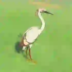 Pink Heron