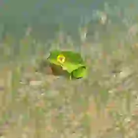 Hot-Footed Frog