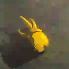 Energetic Rhino Beetle