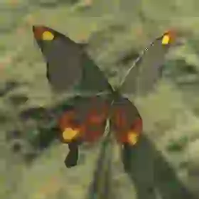 Smotherwing Butterfly