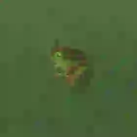 Tireless Frog
