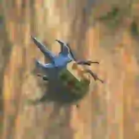 Bladed Rhino Beetle