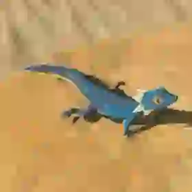 Hearty Lizard