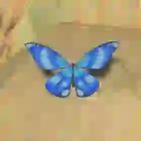 Winterwing Butterfly