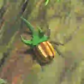 Rugged Rhino Beetle