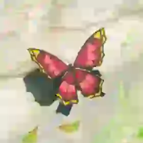 Summerwing Butterfly