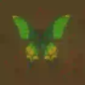 Thunderwing Butterfly