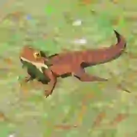 Hightail Lizard