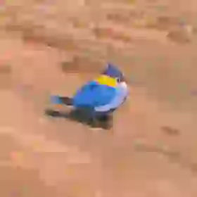 Blue Sparrow