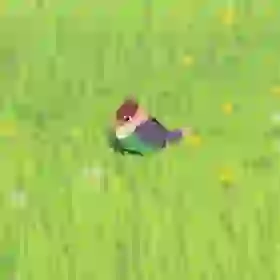 Rainbow Sparrow