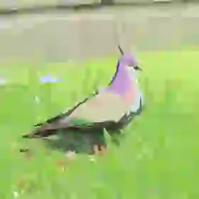 Wood Pigeon
