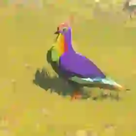 Rainbow Pigeon