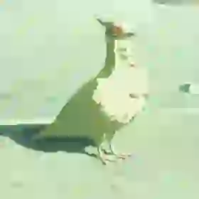 White Pigeon