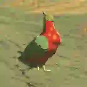 Hotfeather Pigeon