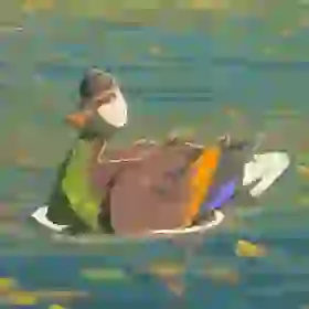 Bright-Chested Duck