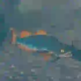 Hearty Bass