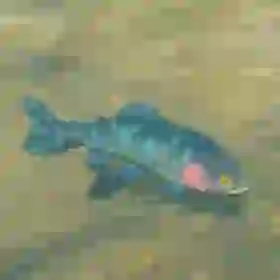 Chillfin Trout