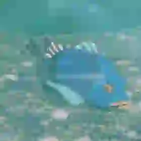 Armored Porgy
