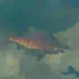 Hearty Salmon