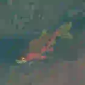 Sizzlefin Trout