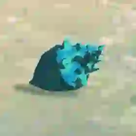 Hearty Blueshell Snail