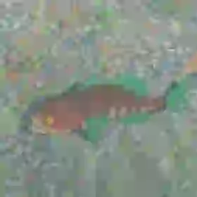 Staminoka Bass