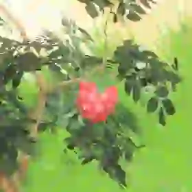 Wildberry