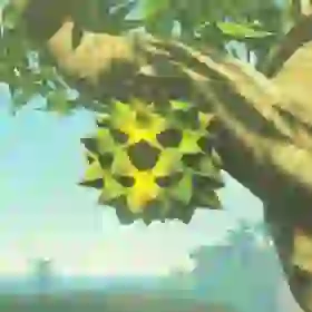 Hearty Durian