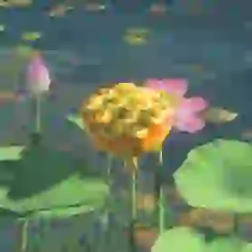 Fleet-Lotus Seeds