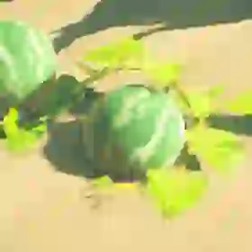 Hydromelon