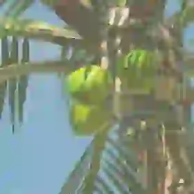 Palm Fruit