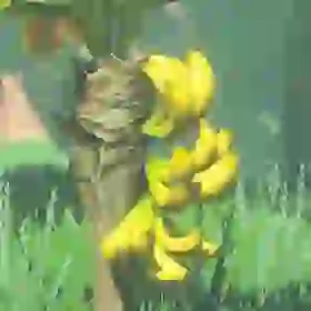 Mighty Bananas