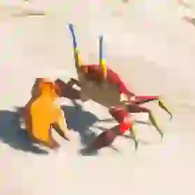 Ironshell Crab