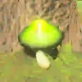 Stamella Shroom
