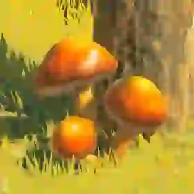 Sunshroom