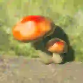 Hylian Shroom