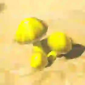Zapshroom