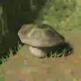 Ironshroom