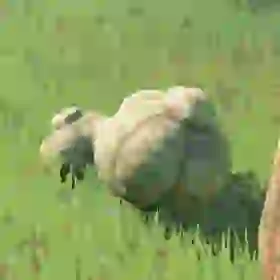 Big Hearty Truffle